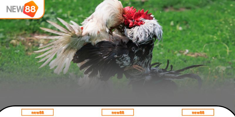 Thông tin giới thiệu về gà chọi Việt Nam